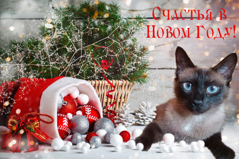 Кошки в нашей жизни. Кошки и все, что с ними связано.