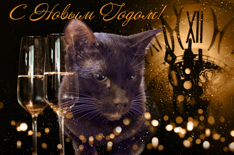 Кошки в нашей жизни. Кошки и все, что с ними связано.