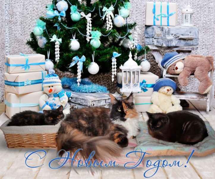 Кошки в нашей жизни. Кошки и все, что с ними связано.