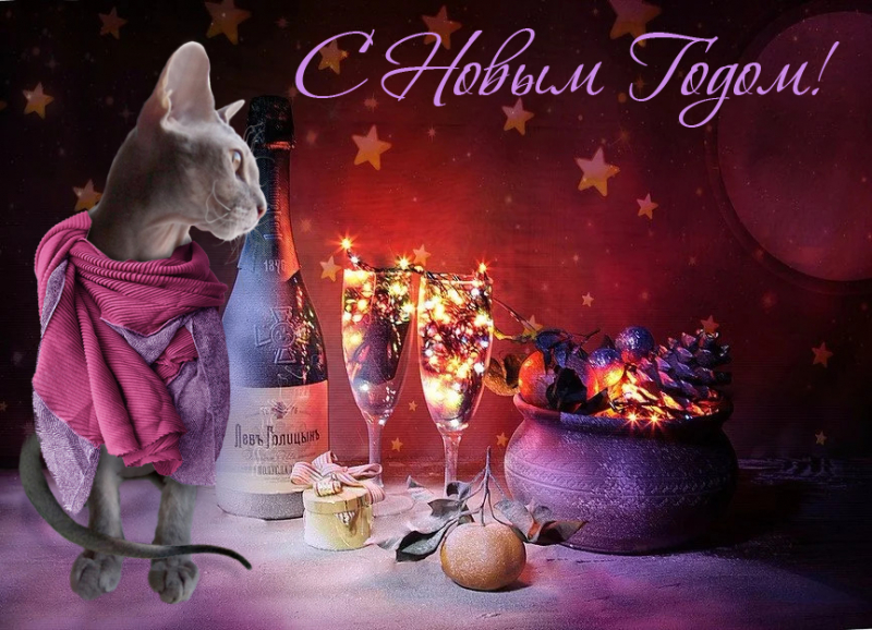 Кошки в нашей жизни. Кошки и все, что с ними связано.