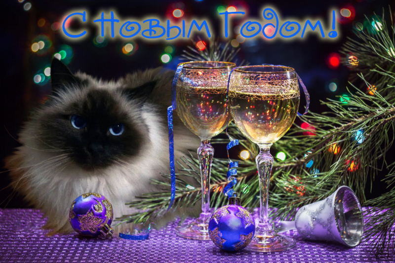 Кошки в нашей жизни. Кошки и все, что с ними связано.