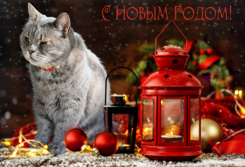 Кошки в нашей жизни. Кошки и все, что с ними связано.