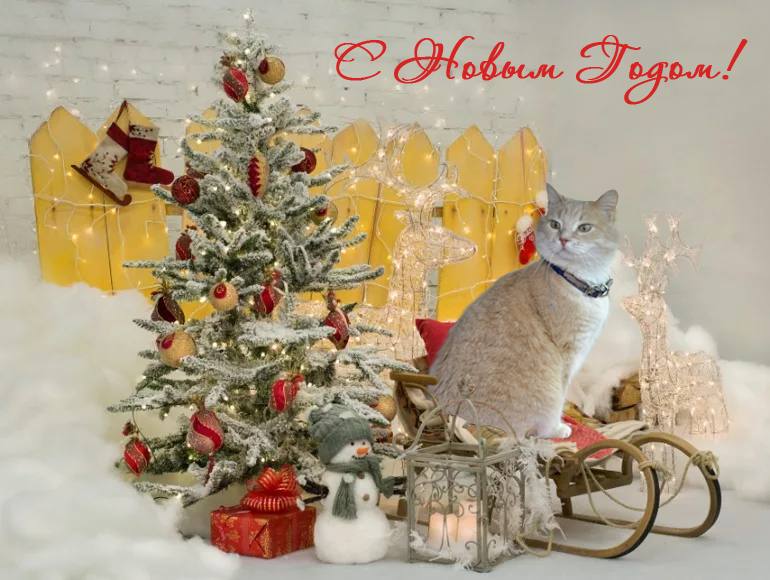 Кошки в нашей жизни. Кошки и все, что с ними связано.