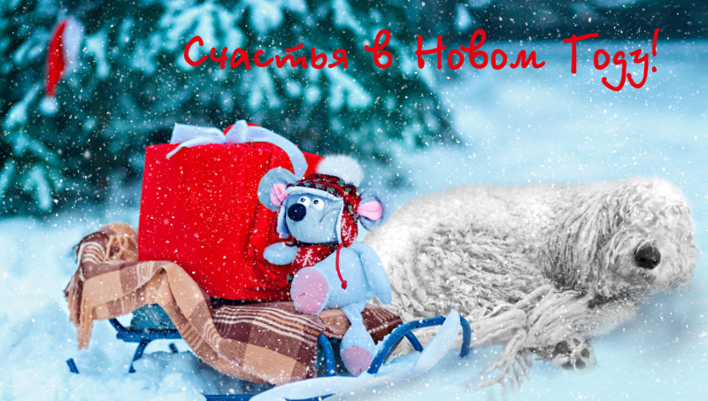 Кошки в нашей жизни. Кошки и все, что с ними связано.