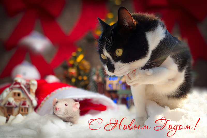 Кошки в нашей жизни. Кошки и все, что с ними связано.