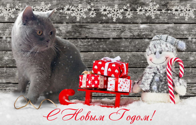 Кошки в нашей жизни. Кошки и все, что с ними связано.