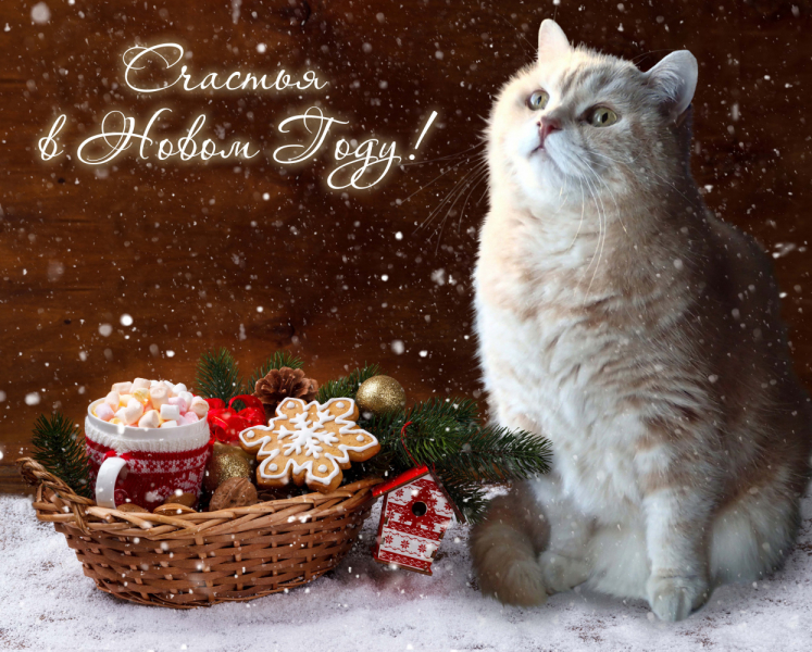 Кошки в нашей жизни. Кошки и все, что с ними связано.