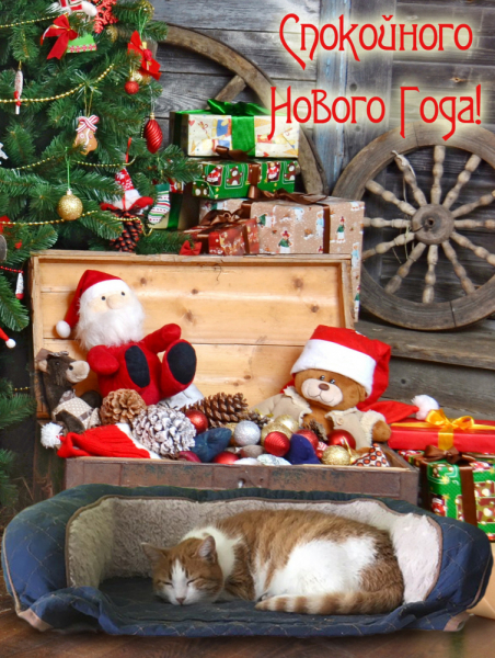 Кошки в нашей жизни. Кошки и все, что с ними связано.