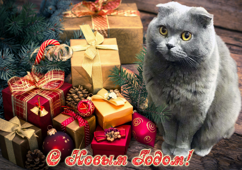 Кошки в нашей жизни. Кошки и все, что с ними связано.