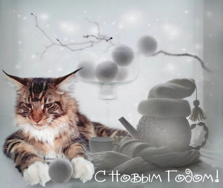 Кошки в нашей жизни. Кошки и все, что с ними связано.