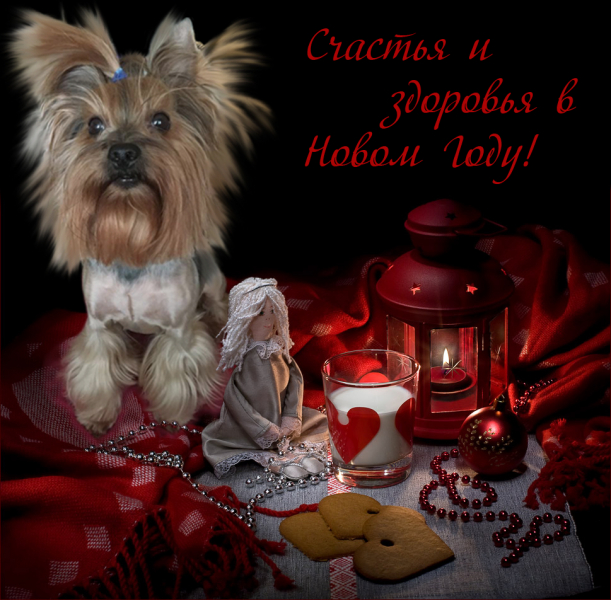 Кошки в нашей жизни. Кошки и все, что с ними связано.