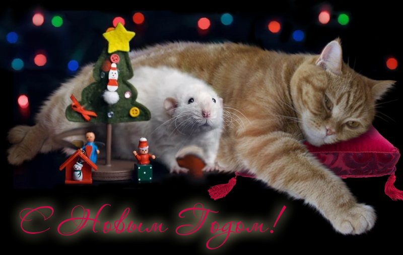 Кошки в нашей жизни. Кошки и все, что с ними связано.