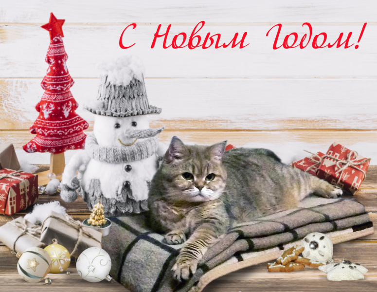 Кошки в нашей жизни. Кошки и все, что с ними связано.