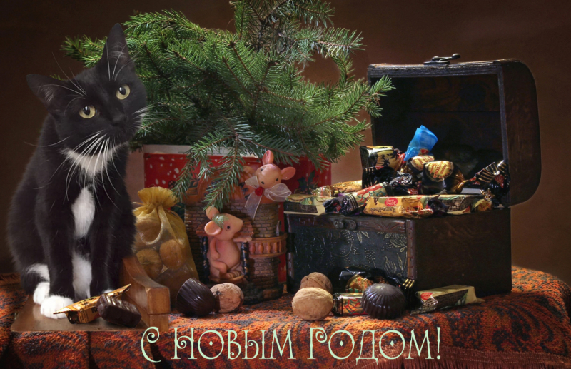 Кошки в нашей жизни. Кошки и все, что с ними связано.