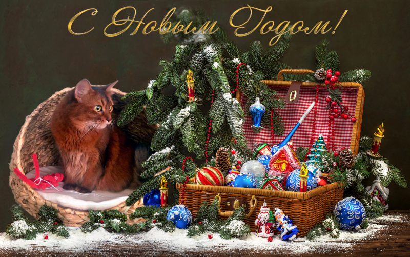 Кошки в нашей жизни. Кошки и все, что с ними связано.