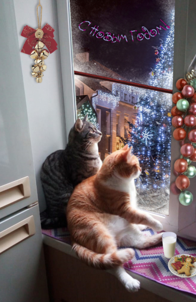 Кошки в нашей жизни. Кошки и все, что с ними связано.