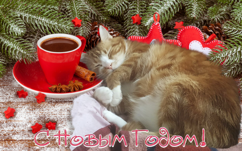 Кошки в нашей жизни. Кошки и все, что с ними связано.