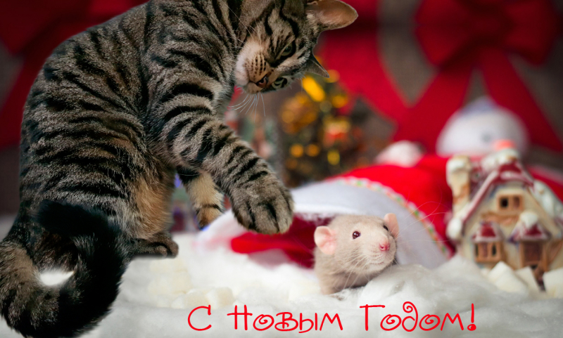 Кошки в нашей жизни. Кошки и все, что с ними связано.