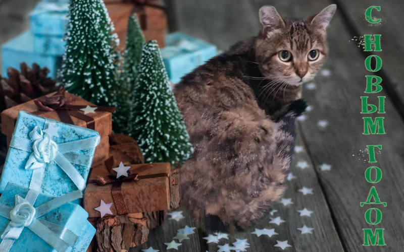 Кошки в нашей жизни. Кошки и все, что с ними связано.