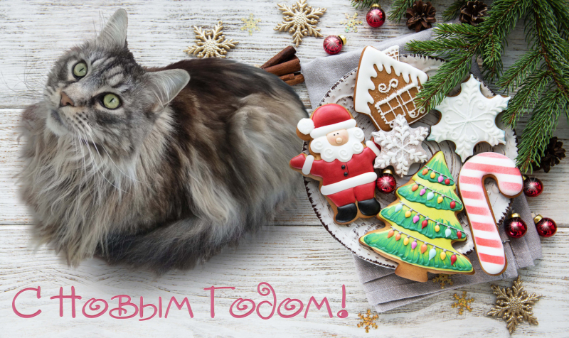 Кошки в нашей жизни. Кошки и все, что с ними связано.