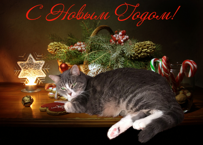 Кошки в нашей жизни. Кошки и все, что с ними связано.