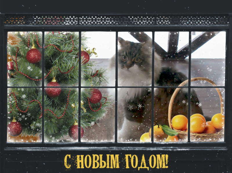 Кошки в нашей жизни. Кошки и все, что с ними связано.