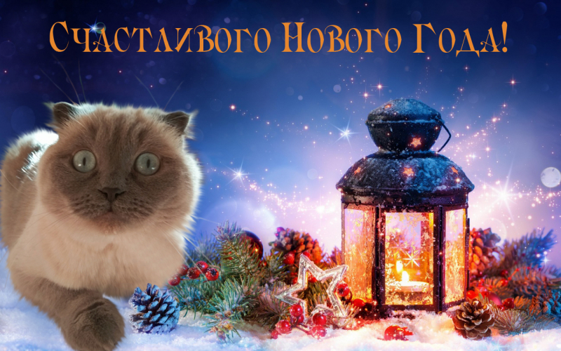 Кошки в нашей жизни. Кошки и все, что с ними связано.