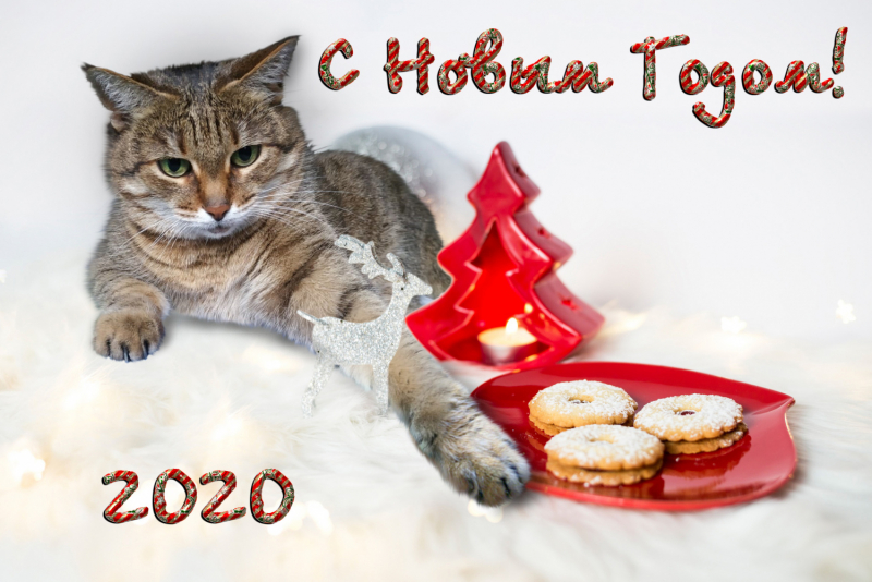 Кошки в нашей жизни. Кошки и все, что с ними связано.