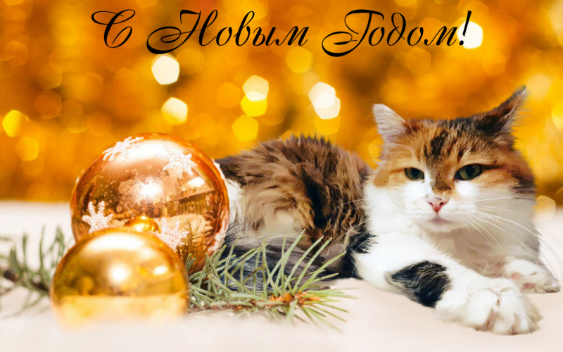 Кошки в нашей жизни. Кошки и все, что с ними связано.