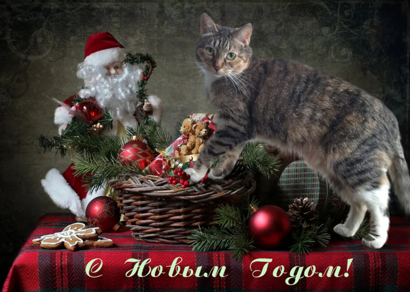 Кошки в нашей жизни. Кошки и все, что с ними связано.