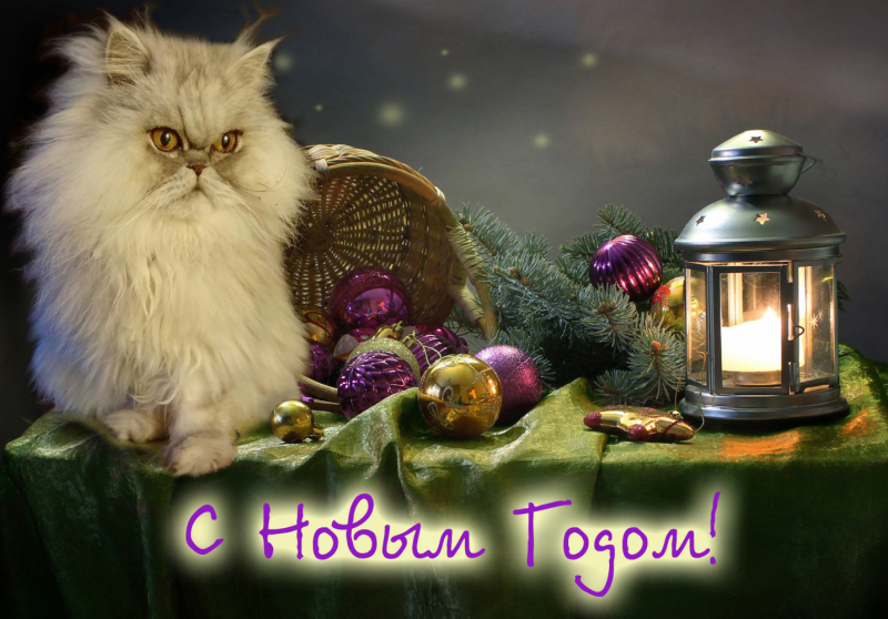 Кошки в нашей жизни. Кошки и все, что с ними связано.