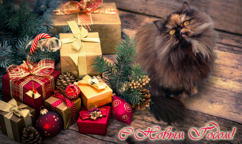 Кошки в нашей жизни. Кошки и все, что с ними связано.