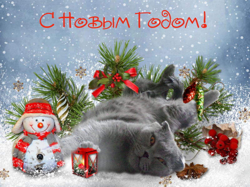 Кошки в нашей жизни. Кошки и все, что с ними связано.