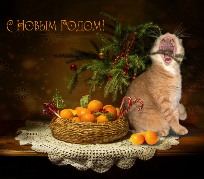 Кошки в нашей жизни. Кошки и все, что с ними связано.