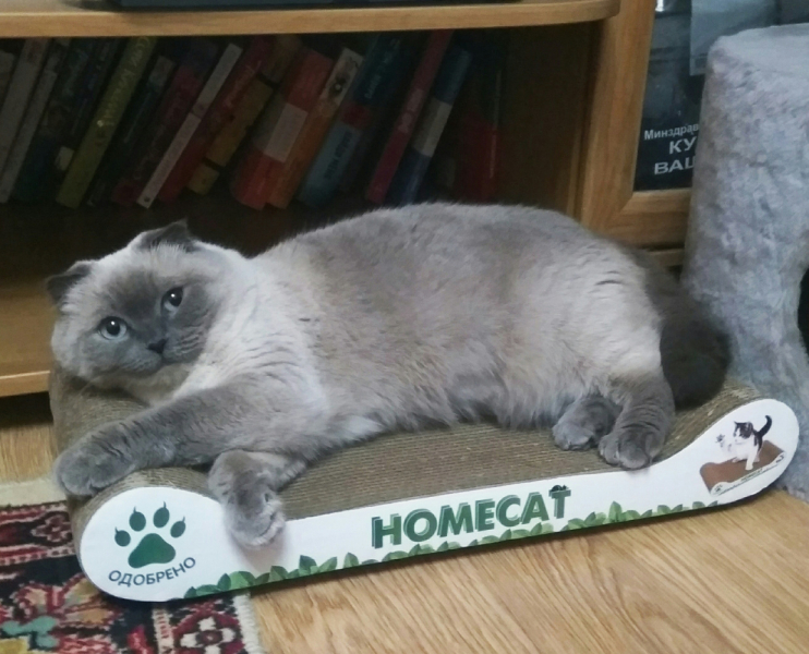 Кошки в нашей жизни. Кошки и все, что с ними связано.