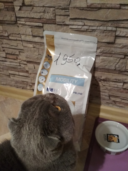 Кошки в нашей жизни. Кошки и все, что с ними связано.