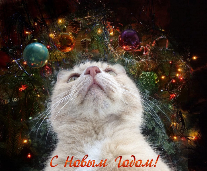 Кошки в нашей жизни. Кошки и все, что с ними связано.