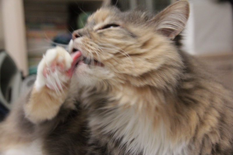 Кошки в нашей жизни. Кошки и все, что с ними связано.