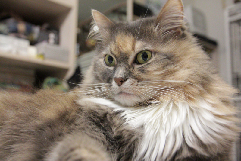 Кошки в нашей жизни. Кошки и все, что с ними связано.