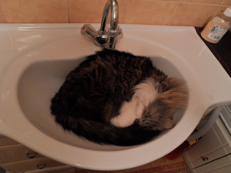 Кошки в нашей жизни. Кошки и все, что с ними связано.