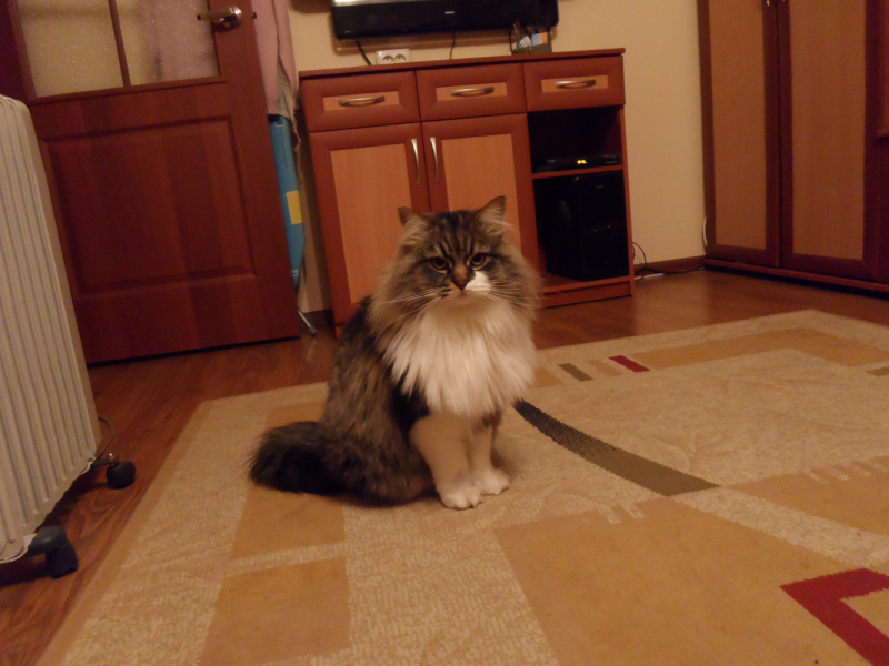 Кошки в нашей жизни. Кошки и все, что с ними связано.