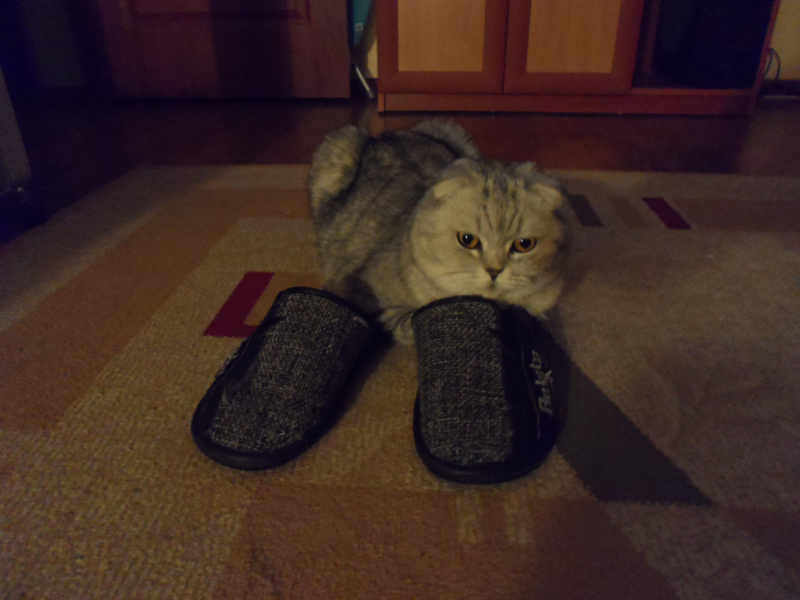 Кошки в нашей жизни. Кошки и все, что с ними связано.