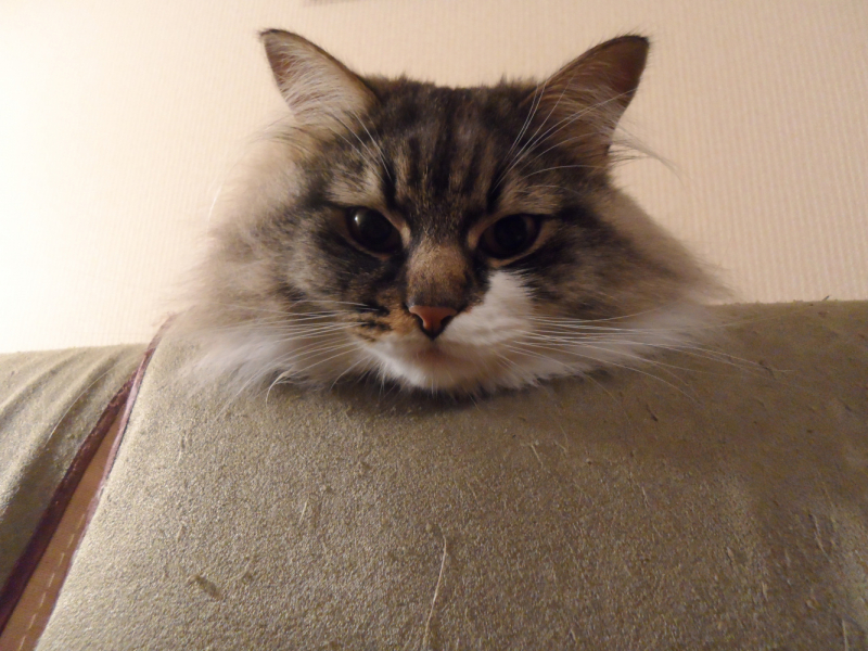 Кошки в нашей жизни. Кошки и все, что с ними связано.