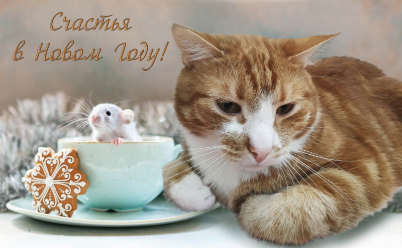 Кошки в нашей жизни. Кошки и все, что с ними связано.