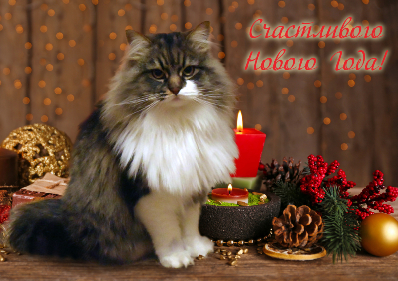 Кошки в нашей жизни. Кошки и все, что с ними связано.