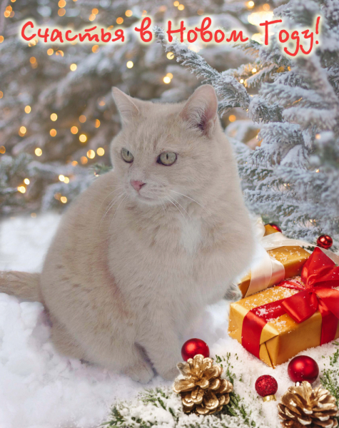 Кошки в нашей жизни. Кошки и все, что с ними связано.