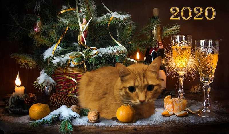 Кошки в нашей жизни. Кошки и все, что с ними связано.