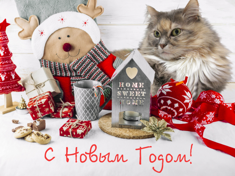 Кошки в нашей жизни. Кошки и все, что с ними связано.