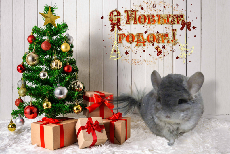 Кошки в нашей жизни. Кошки и все, что с ними связано.