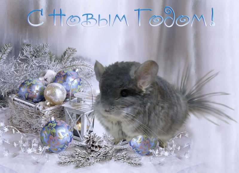 Кошки в нашей жизни. Кошки и все, что с ними связано.